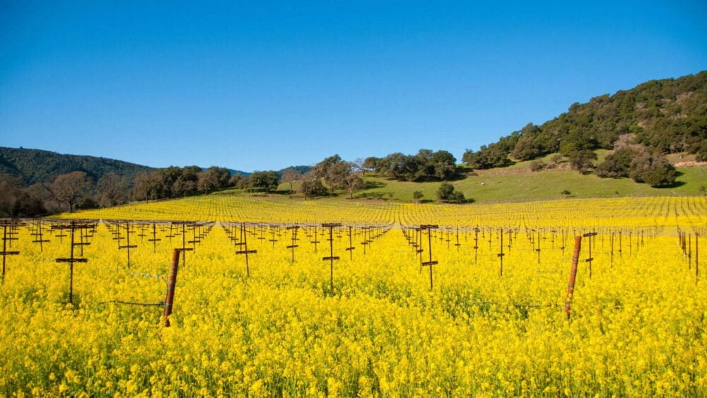 Napa Valley Mustard Celebration 2025