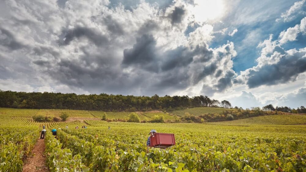 Burgundy Uncorked Decoding Wine Quality from Village to Grand Cru