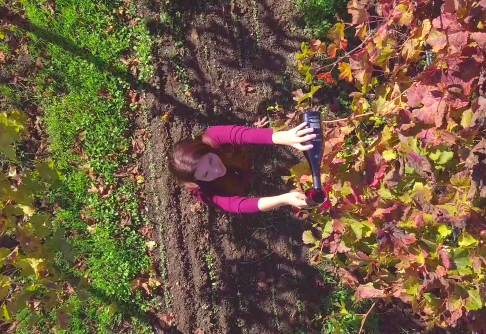 top view of woman pouring a glass of wine in a vineyard with fall colors