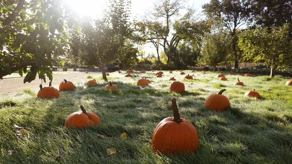 Pumpkin Carving & Brunch at Farmstead