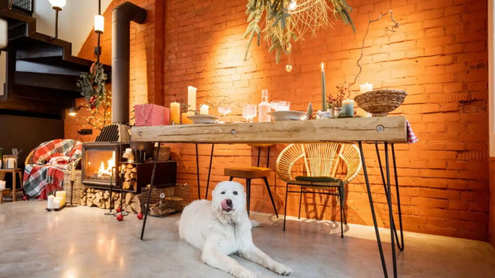 dog under the table