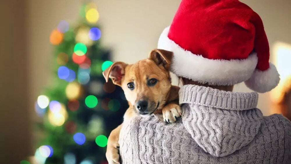 dog carried by a person wearing santa claus hat